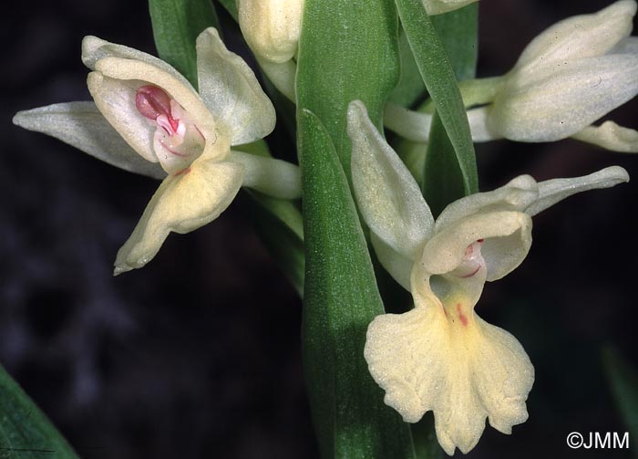 Dactylorhiza insularis