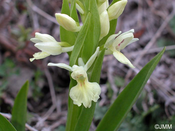 Dactylorhiza insularis