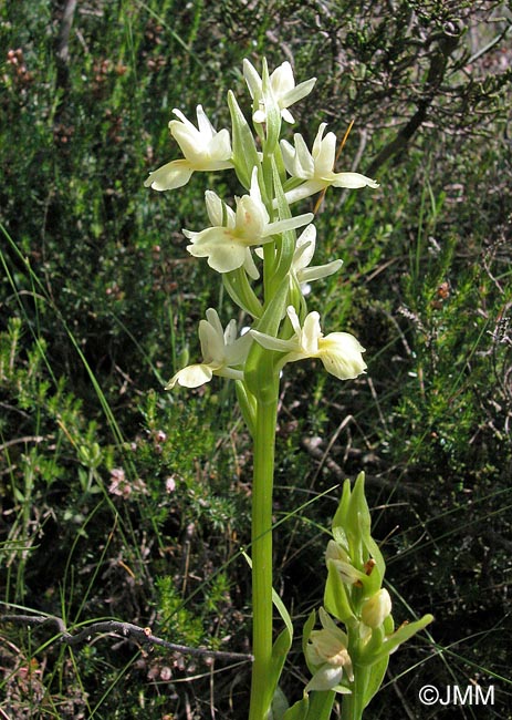 Dactylorhiza insularis