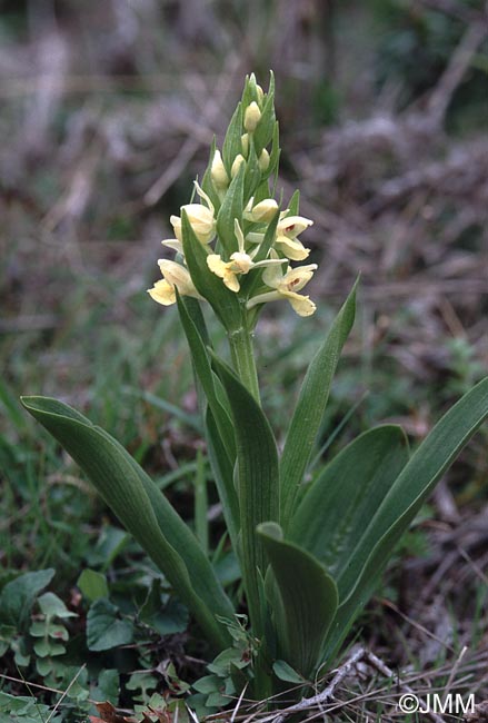 Dactylorhiza insularis