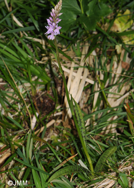 Dactylorhiza saccifera