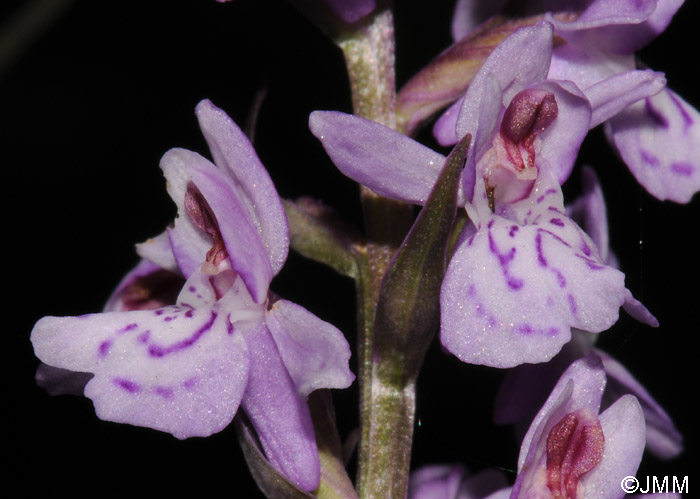 Dactylorhiza saccifera