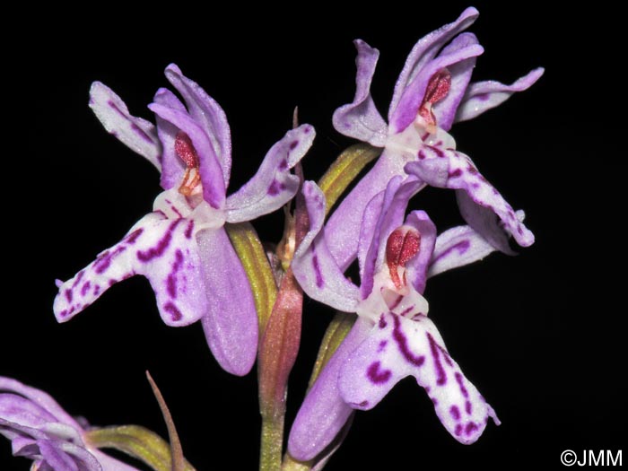 Dactylorhiza saccifera