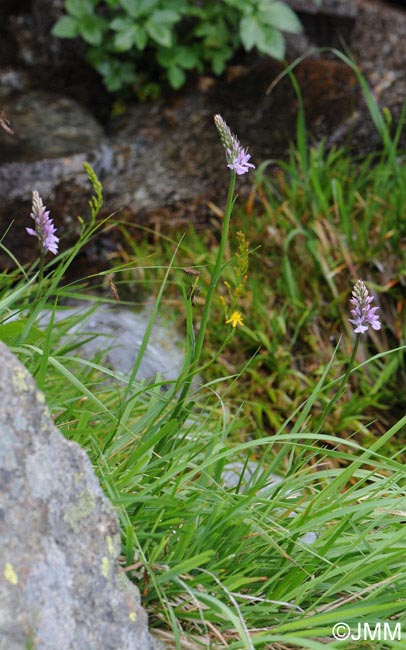 Dactylorhiza saccifera