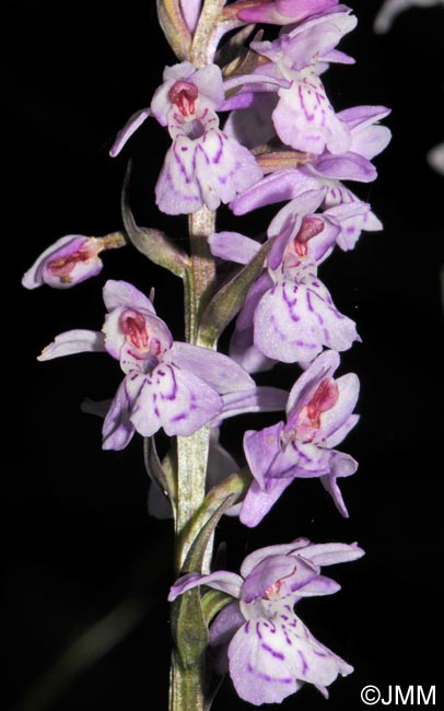 Dactylorhiza saccifera