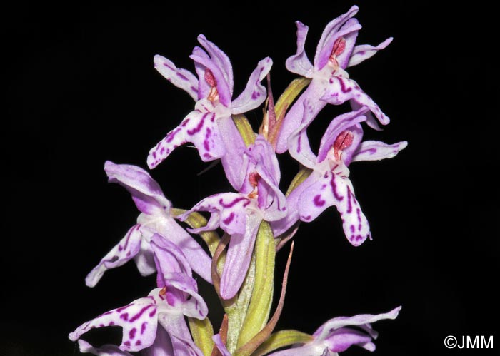 Dactylorhiza saccifera