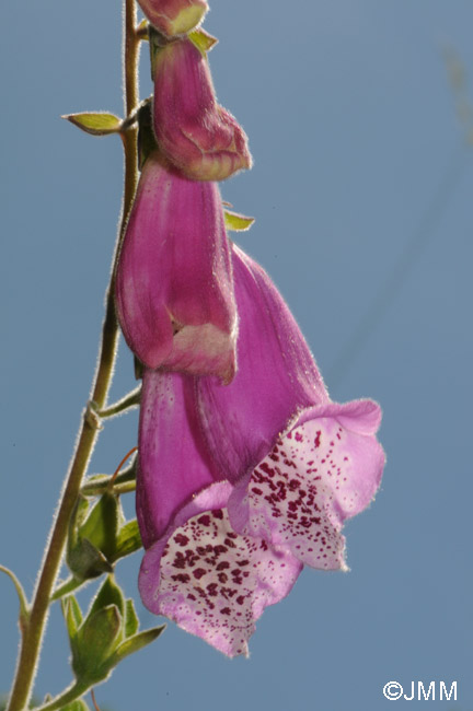 Digitalis purpurea var. gyspergerae