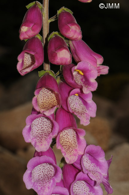 Digitalis purpurea var. gyspergerae