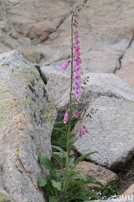 Digitalis purpurea var. gyspergerae