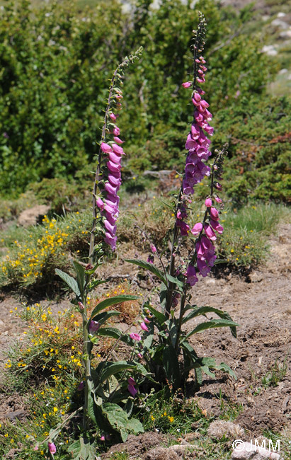 Digitalis purpurea var. gyspergerae