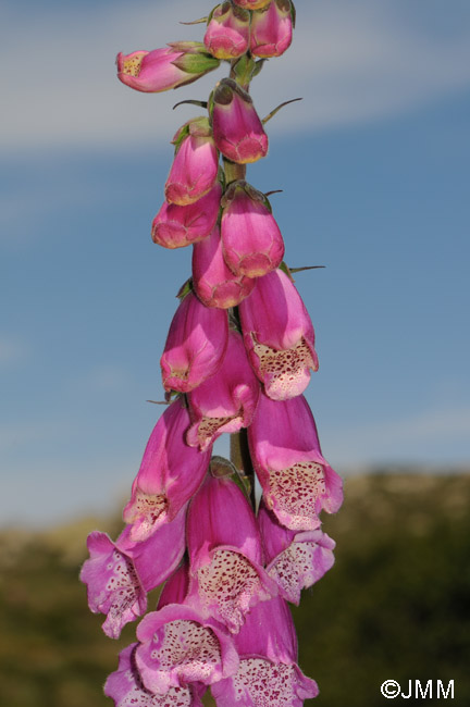 Digitalis purpurea var. gyspergerae