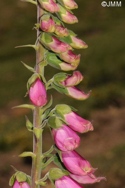 Digitalis purpurea var. gyspergerae