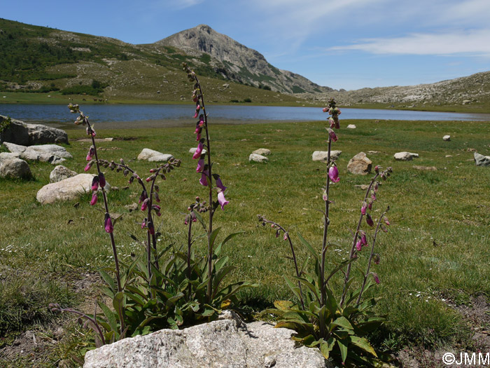 Digitalis purpurea var. gyspergerae