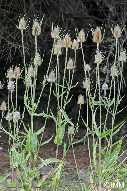 Dipsacus fullonum