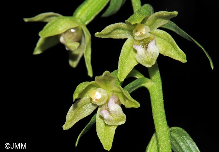 Epipactis exilis = Epipactis gracilis