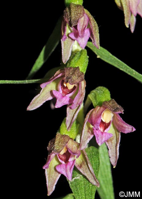 Epipactis placentina