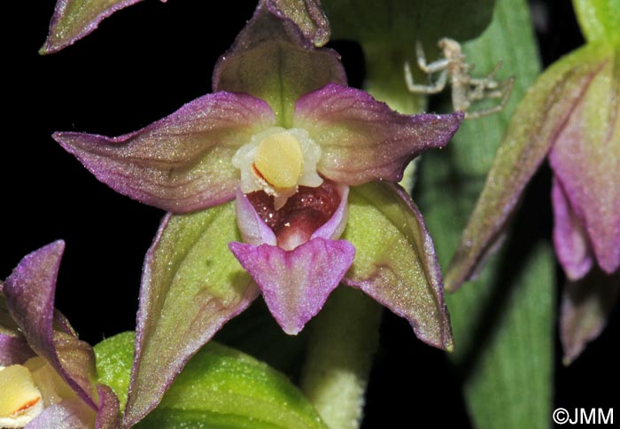 Epipactis placentina