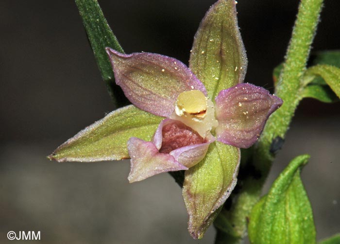 Epipactis placentina