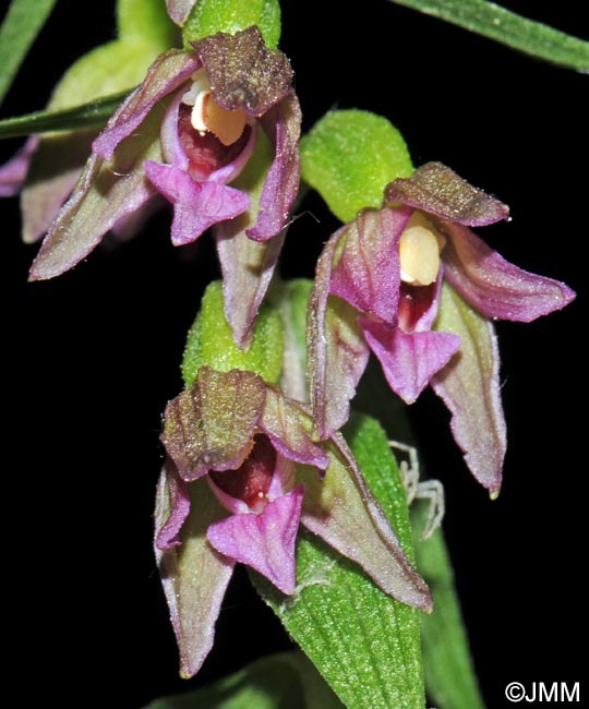 Epipactis placentina