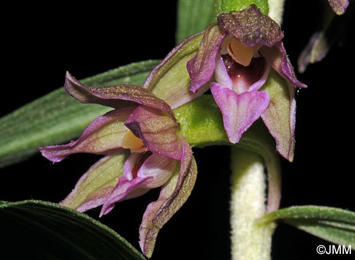 Epipactis placentina