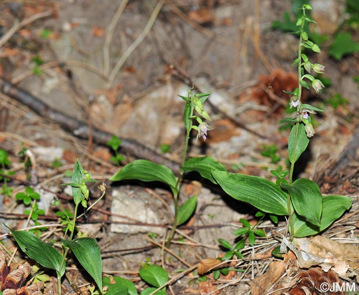 Epipactis placentina