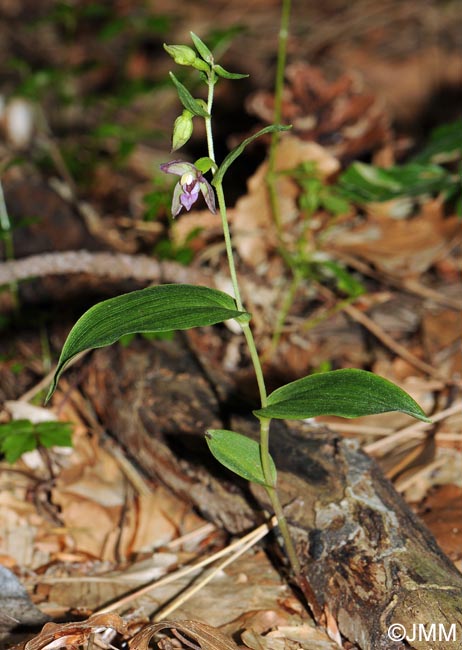 Epipactis placentina