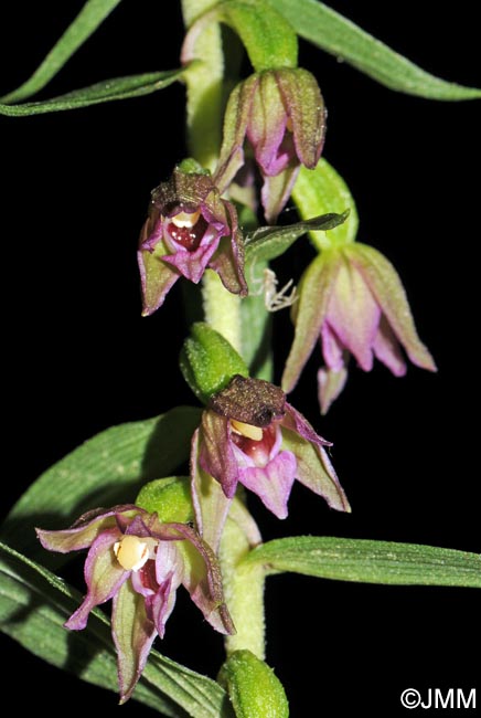 Epipactis placentina