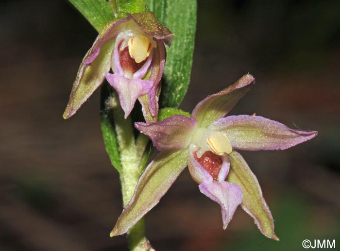 Epipactis placentina