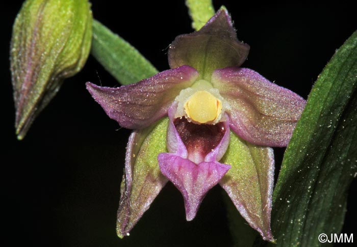 Epipactis placentina