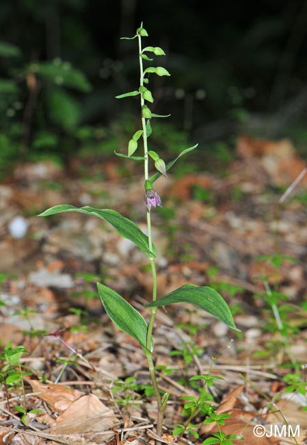 Epipactis placentina