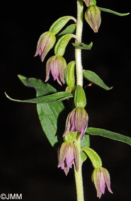 Epipactis placentina