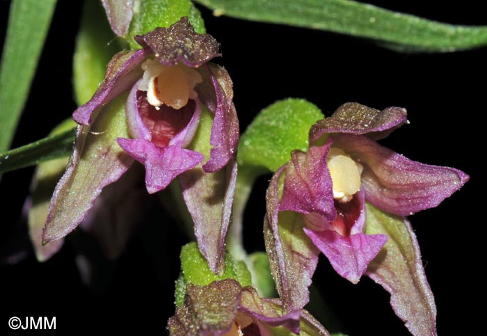 Epipactis placentina