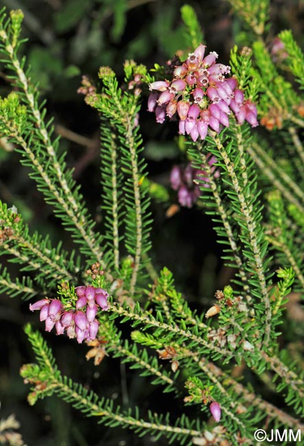 Erica terminalis = Erica corsica