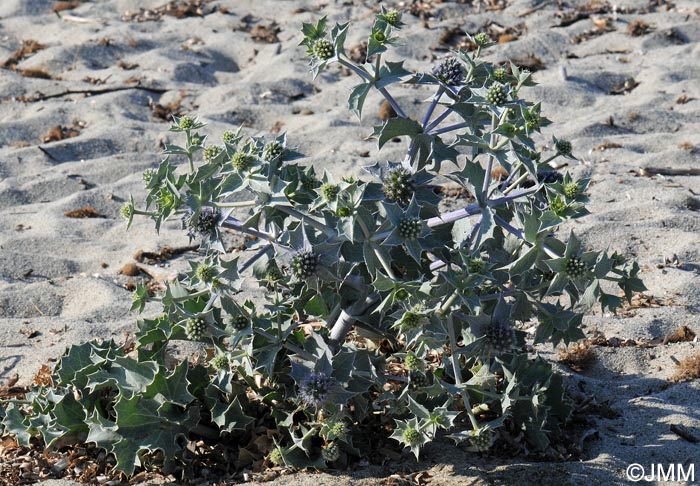 Eryngium maritimum