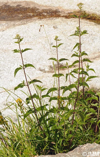 Eupatorium cannabinum subsp. corsicum