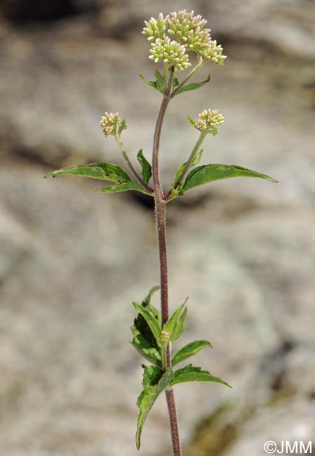 Eupatorium cannabinum subsp. corsicum