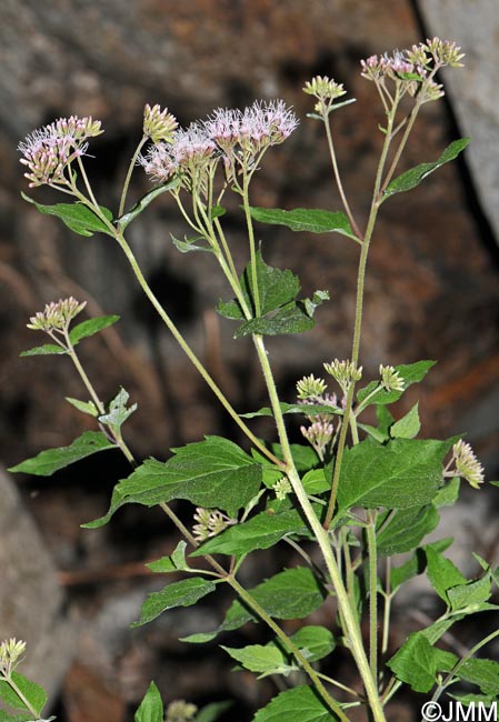 Eupatorium cannabinum subsp. corsicum