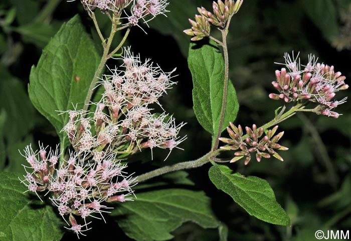 Eupatorium cannabinum subsp. corsicum