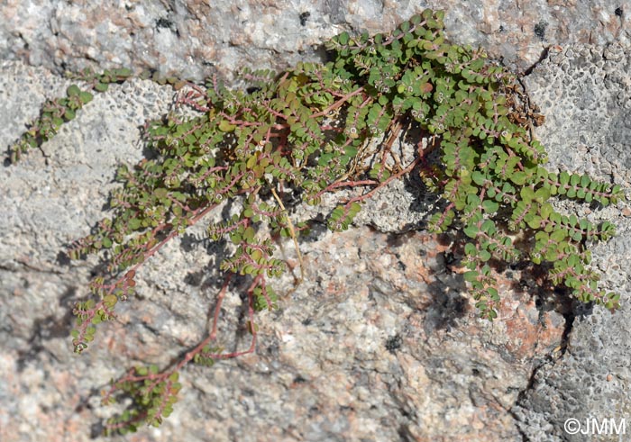 Euphorbia serpens