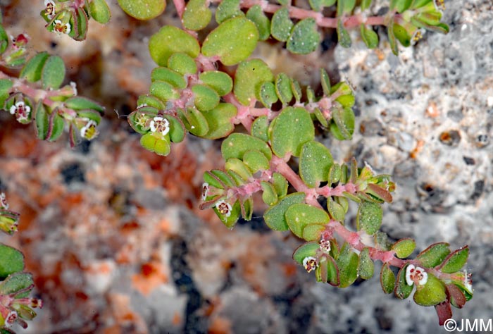 Euphorbia serpens