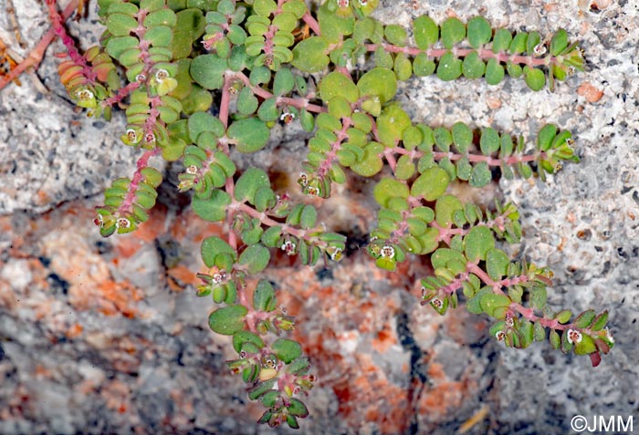 Euphorbia serpens