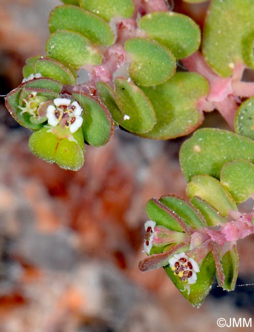 Euphorbia serpens