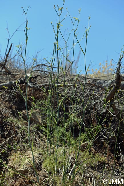 Foeniculum vulgare subsp. vulgare