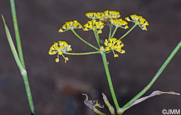 Foeniculum vulgare subsp. vulgare