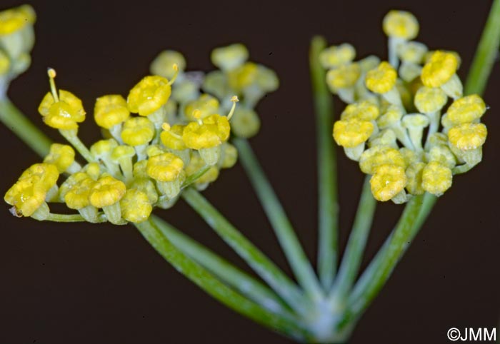 Foeniculum vulgare subsp. vulgare