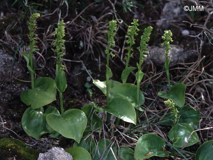 Gennaria diphylla