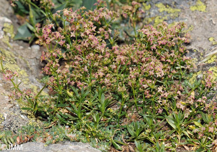 Galium corsicum