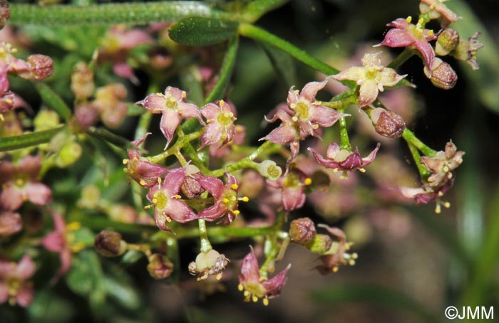 Galium corsicum