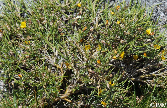 Genista salzmannii = Genista salzmannii var. lobelioides