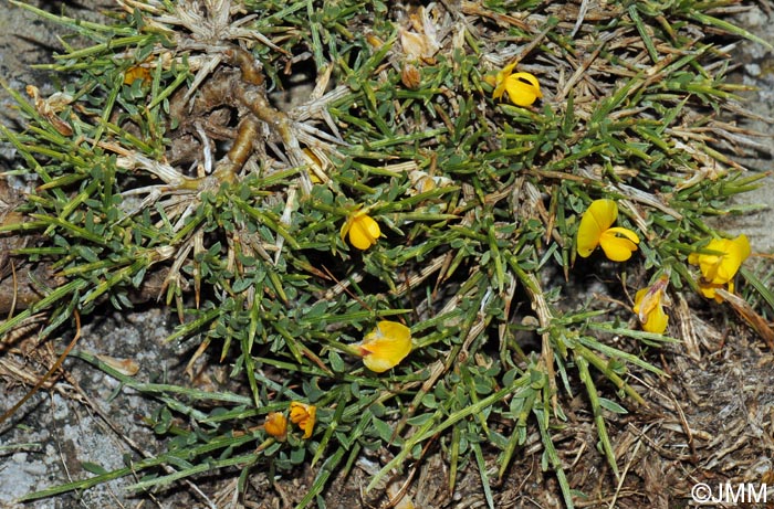 Genista salzmannii = Genista salzmannii var. lobelioides